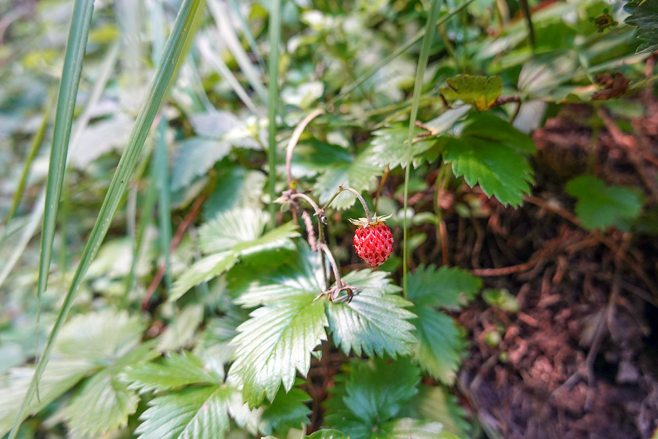 Wild Strawberry